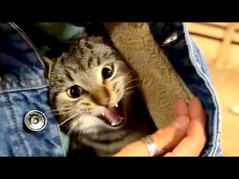 These Cute and Funny Dogs and Cats will MAKE YOU LAUGH!