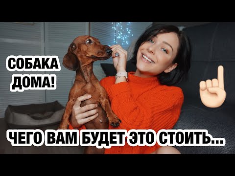 ЧТО ВАЖНО ЗНАТЬ, ПРЕЖДЕ ЧЕМ ЗАВОДИТЬ СОБАКУ 🤯