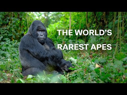 Understanding Gorillas: Behavior, Bonds & Survival in the Wild