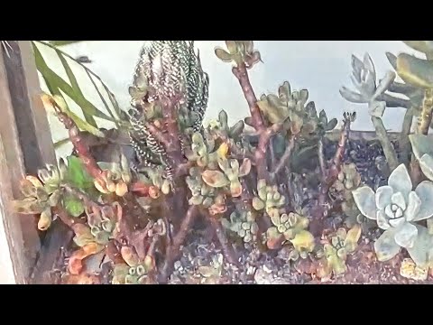 Weekly Succulent Update in our boardinghouse garden - Lingsat, San Fernando, La Union - Dec 20.
