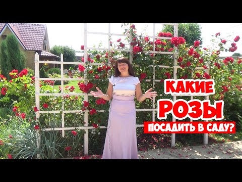 САДОВЫЕ РОЗЫ. Классификация и все ВИДЫ РОЗ для начинающих! Roses in the garden.