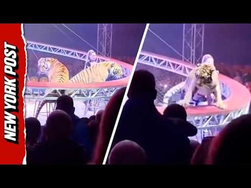Chaos Erupts as Tiger Leaps into Crowd After Circus Barrier Collapses