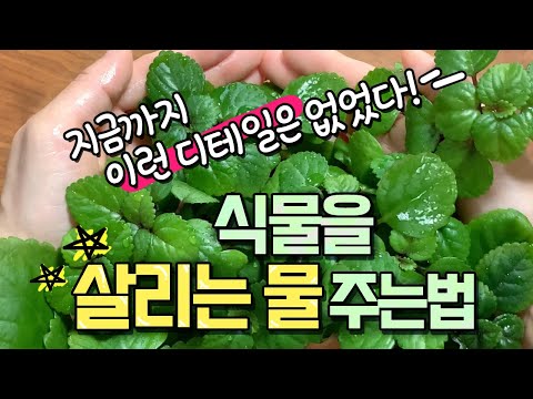 Just water them and they'll dry out! 🚨How to water your plants to keep them alive!🌿The secret to ...