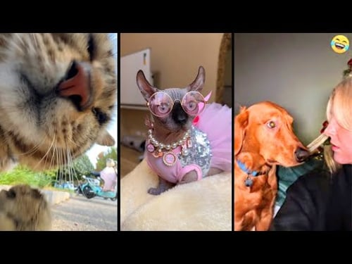 Funny ANIMALS videos 😂 Funniest CATS😺 and DOGS🐶 2025 , part3