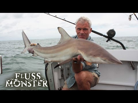 Süsswasser-Hai: Terror im Landesinneren | S1 E06 | Fluss Monster