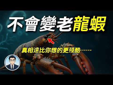 不會變老的龍蝦,最終竟以最殘忍的方式死去?|「不老不死」的真相曝光