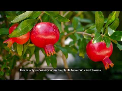 Why pomegranate flowers are not converting to fruits