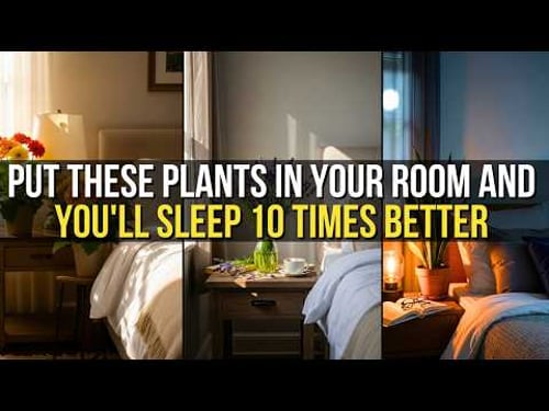 Best 5 Bedroom Plants for Better Sleep and Fresh Air