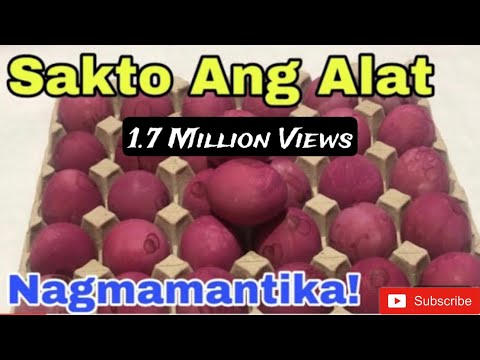 SIMPLENG PAGGAWA NG ITLOG NA MAALAT