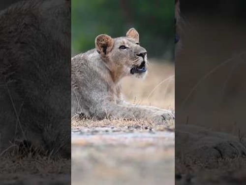 Future Lion King Learns to Roar