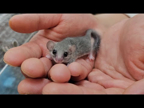 아기 겨울잠 쥐가 태어났어요! 심쿵주의하세요!!ㅠㅠ