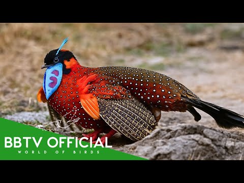 15 Most Beautiful Creatures In Himalayas | Wildlife Documentary | BBTV Official