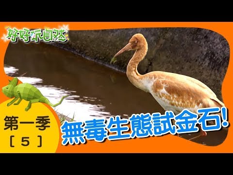 【無毒生態試金石】好好玩自然|第5集_第一季|柳丁哥哥 阿峰老師|生態探索|YOYO