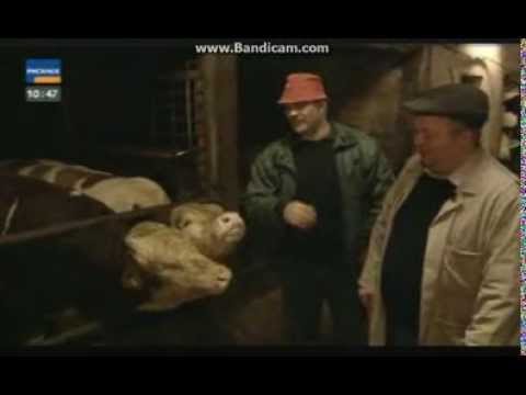 Viehhändler aus Leidenschaft (Teil 1)