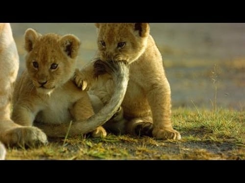 How This Lioness Copes with Being a Single Mom
