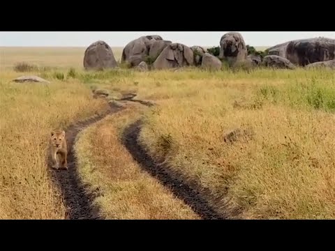 Lion cub has no idea his being stalked by a male lion