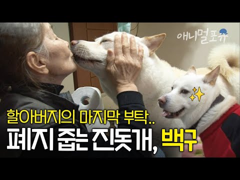 할머니를 위해 폐지 줍는 개, 백구! 할머니 숟가락 들기 전까지 기다리는 효자견이다🤍 | KBS 굿모닝 대한민국 130117 방송