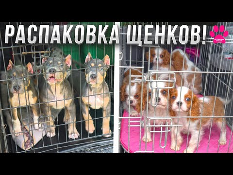 Unboxing 10 puppies! We see them for the first time! Cavalier King Charles Spaniels and American ...