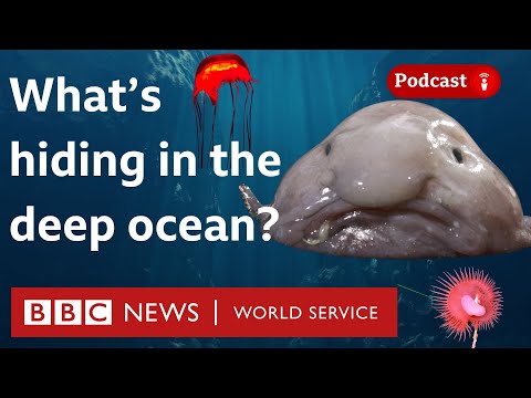 Why is most of the ocean still unexplored? - What in the World podcast, BBC World Service