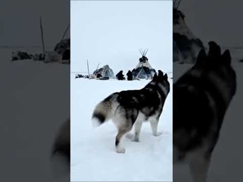 24 Hours Alive With Yakut Nomads | Below -50C Part 3