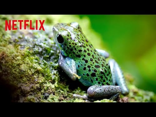 Poison Dart Frogs 🐸 Life in Color with David Attenborough | Netflix After School
