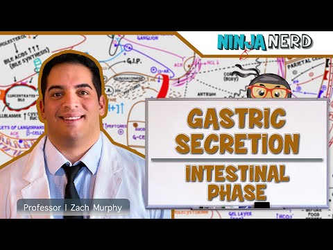 Gastrointestinal | Gastric Secretion: The Intestinal Phase