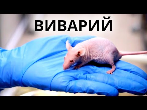 Что такое виварий, и почему наука не может обойтись без лабораторных мышей?