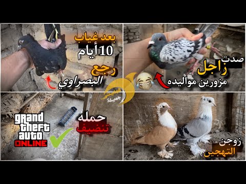 صيد اليوم 🙃 زاجل مزورين مواليده 🤣 ورجع البصراوي الزغير