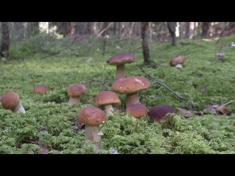 We went into the forest INTO THE FORBIDDEN AREA, found PORCELAIN MUSHROOMS and MET THE SECURITY G...