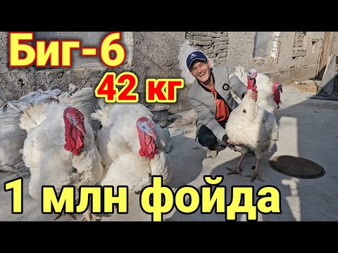 Биг-6 Индюк жужалари сотилади эплаганга Яхши бизнес