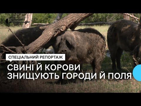 У селі на Кіровоградщині свині й корови нищать чужі городи й поля. Як пояснює власник тварин