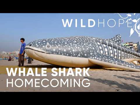 Whale Sharks in Gujarat Are Finally on the Rise | WILD HOPE
