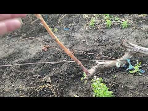 Film 2, about promising grape varieties and forms from my experience over 2-4 fruiting seasons