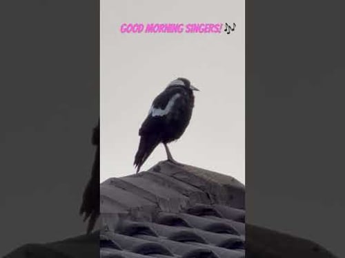 Good morning singers