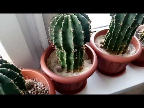 Растения в декабре на лоджии 2021