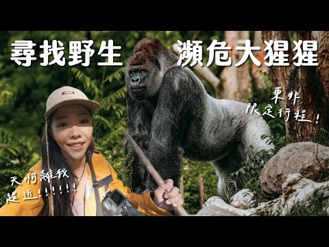 【東非烏干達】居然一次遇到 20 隻野生銀背大猩猩!全球只剩1000隻了,這裡真的是非洲必去!