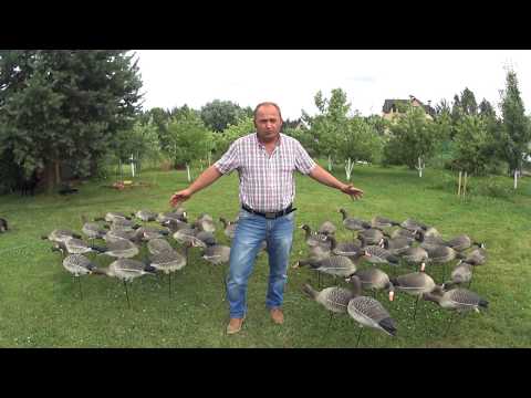 #53 Feedback on the stuffed white-fronted goose ZAPAL_Pro. #hunting #on #goose #spring #in #Belarus