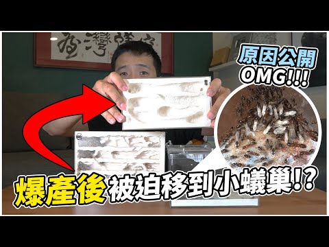 白疏巨山蟻入住更小的蟻巢|最不想遇到的事情發生了,產出了更高階級,但是我快樂不起來|【臺灣蟻窟】