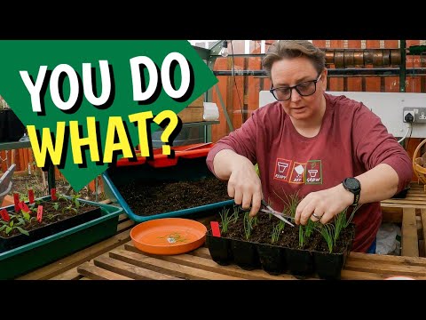 We all have different ways | potting up pepper and onion seedlings