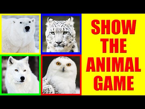 Show me the Snow Animals Game for Kids - Where is the animal?