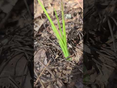 의령산채 산반호 실호 서반 입변 유령폭탄등 입니다