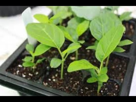 WHEN AND HOW TO SOW EGGPLAN SEEDS FOR SEEDLINGS