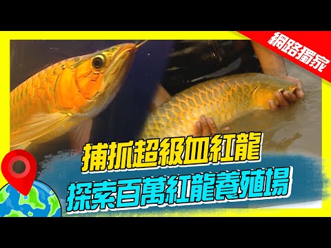 【印尼】加里曼丹捕抓超級血紅龍 探索百萬紅龍養殖場|《世界第一等》59集濃縮精華版 #世界該去哪
