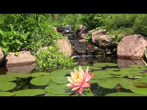 RELAXING POND: Relaxing Sleep Video and Sound for Meditation, Stress Relief & Relaxation for Anxiety