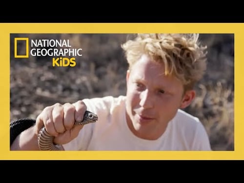 The Most Venomous Snakes 🐍 | Out There with Jack Randall Full Episode | @natgeokids