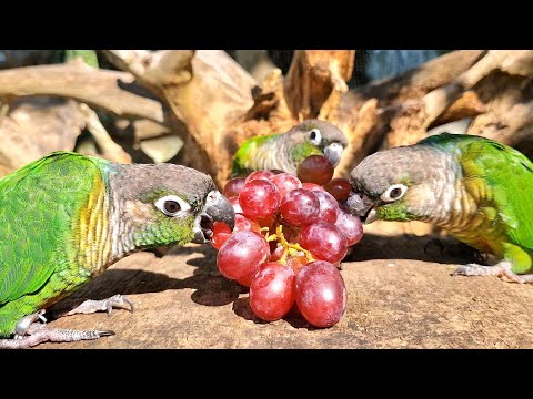 Have you ever tried feeding your parrot grapes? Green cheek conure parrot sound.
