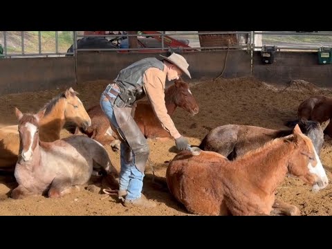 5 Minutes a Day That Will Shape Your Colt Forever