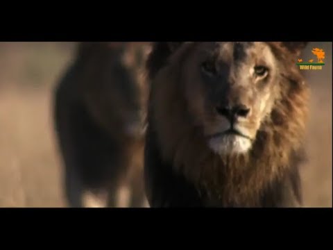 Wild Fauna / Болотный прайд Львов