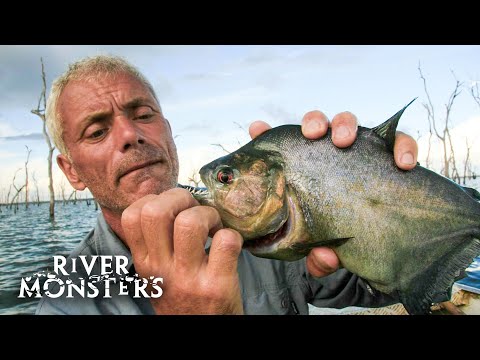 The ULTIMATE PIRANHA Compilation | River Monsters