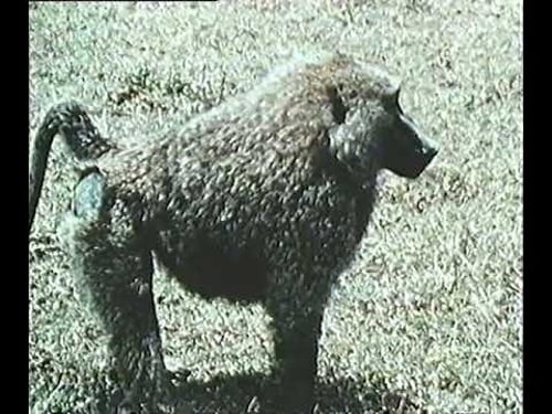 National Geographic: Monkeys, Apes, and Man (1971)